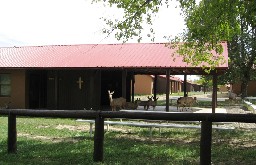 Deer Attending Catholic Service